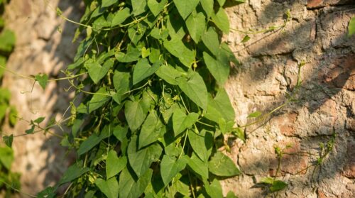 ontdek hoe deze invasieve klimplant muren moeiteloos verfraait met een indrukwekkende en snelle groei. perfect voor een natuurlijke en groene uitstraling.