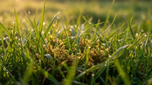 ontdek onze baanbrekende nederlandse methode om mos in het gazon effectief te bestrijden bij de eerste tekenen. houd uw gras gezond en groen met onze innovatieve aanpak.