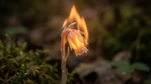 ontdek een fascinerende plant die straalt als een kaars dankzij een uniek natuurfenomeen. leer alles over deze bijzondere plant en haar magische gloed.
