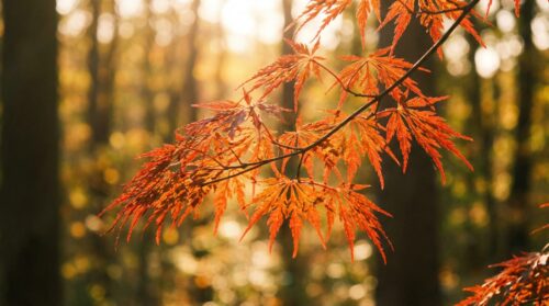japanse esdoorn kopen? leer het belangrijkste criterium kennen om teleurstellingen te voorkomen en jarenlang te genieten van een prachtige boom in uw tuin.