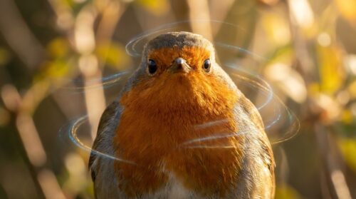ontdek hoe roodborstjes het magnetisch veld van de aarde detecteren om zich te oriënteren, een fascinerend vermogen dat hun navigatie in de natuur mogelijk maakt.