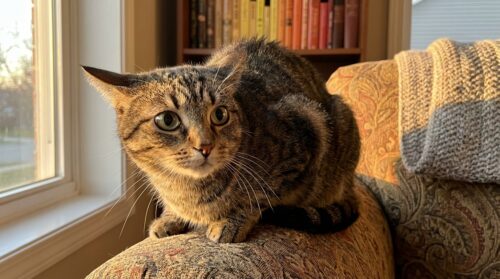 leer de verborgen signalen van stress bij katten herkennen en verbeter het welzijn van je huisdier met praktische tips en advies.