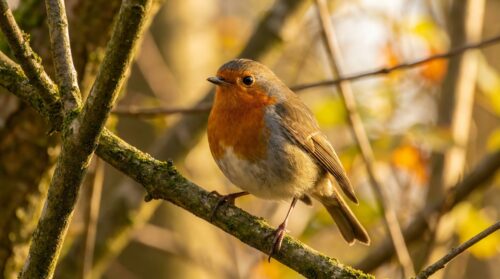 ontdek waarom het roodborstje steeds van poot wisselt met inzichten uit de ornithologie. leer meer over dit fascinerende gedrag en de betekenis ervan.