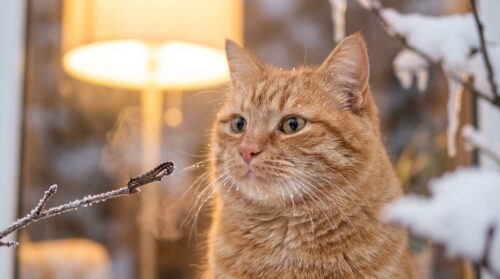 ontdek vanaf welke temperatuur katten echt last krijgen van de winterkou en hoe je ze het beste kunt beschermen tegen ongemak.